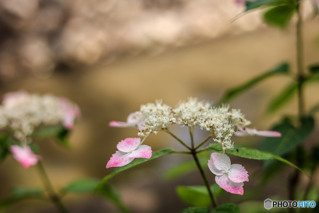 水辺のピンクの山紫陽花