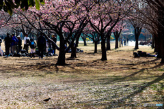 桜咲き、少年集うも、メジロたじろぐ春の朝