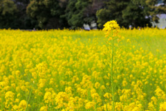 大都会の菜の花畑　浜離宮にて２