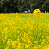 大都会の菜の花畑　浜離宮にて２