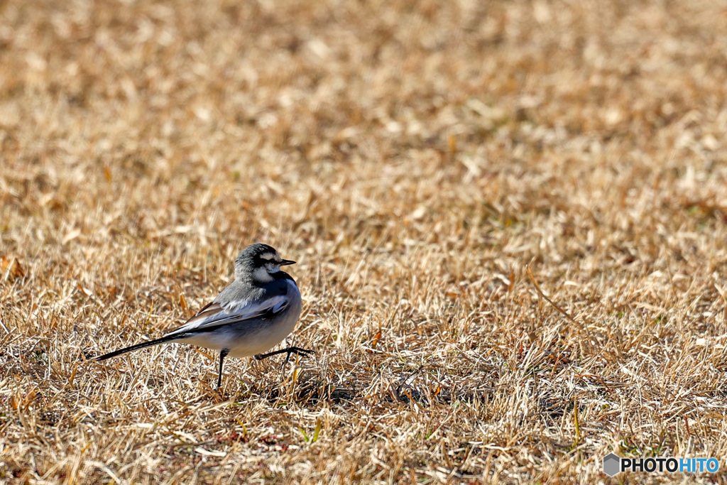 胸を張って歩ぅけー！　闊歩するセキレイ