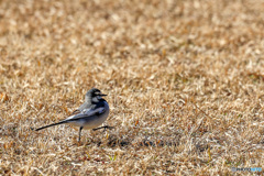 胸を張って歩ぅけー！　闊歩するセキレイ