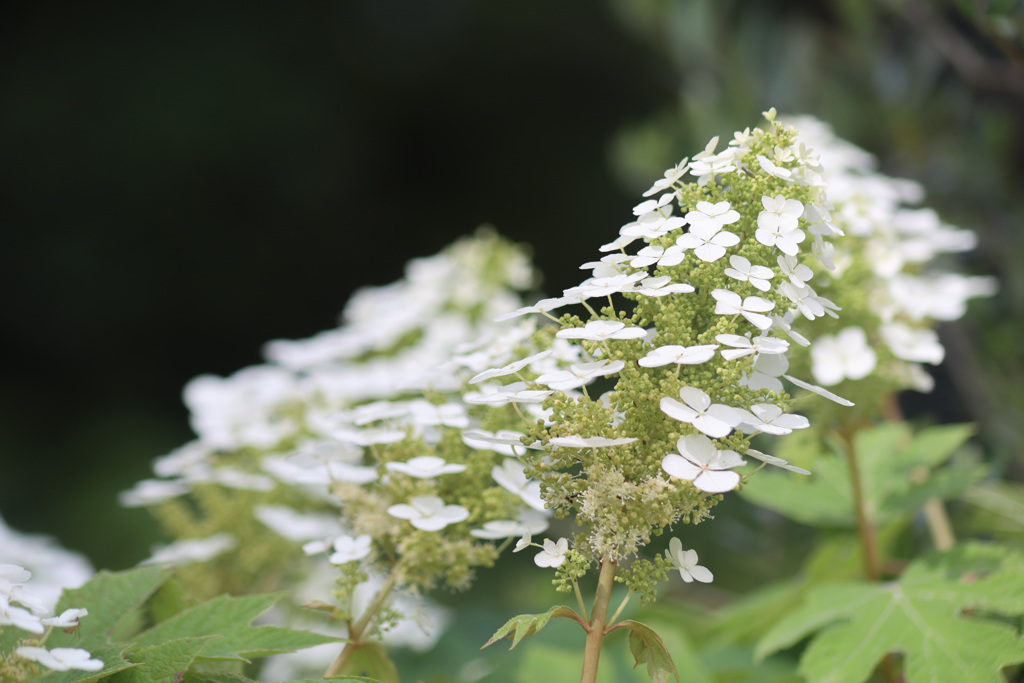 よく似た花3 カシワバアジサイ白