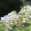 よく似た花3 カシワバアジサイ白