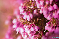 桜の蕾のようなエリカの花たち