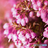 桜の蕾のようなエリカの花たち