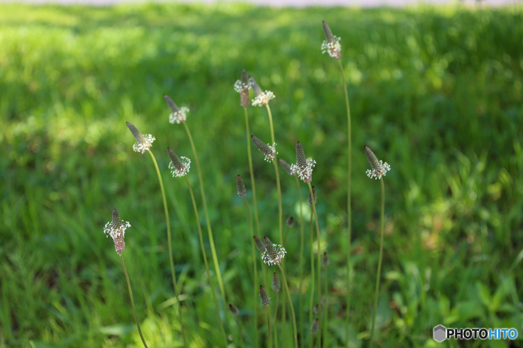風に揺れるニョロニョロ　ヘラオオバコの花　その2