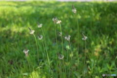 風に揺れるニョロニョロ　ヘラオオバコの花　その2