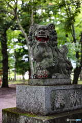 こま犬との見つめ合い