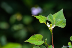 ドクダミの花　何気に美しい　3