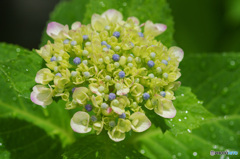 雨上がり、濡れた紫陽花　2