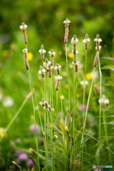 ムーミン谷のニョロニョロ！？　ヘラオオバコの花と穂