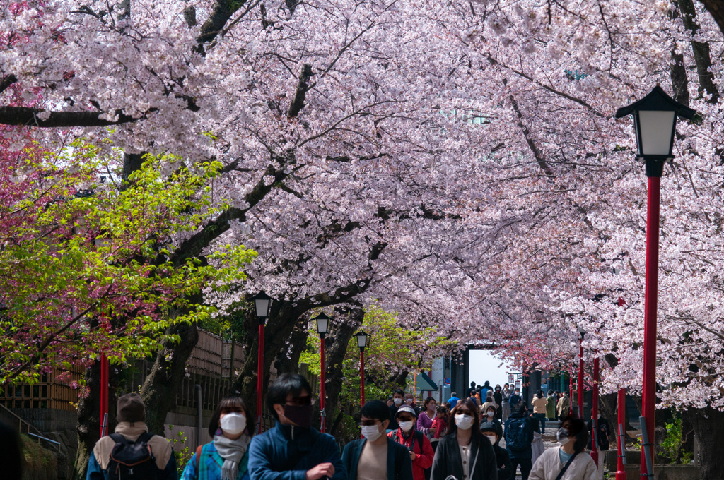 桜が天を覆う　法華経寺参道