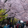 桜が天を覆う　法華経寺参道