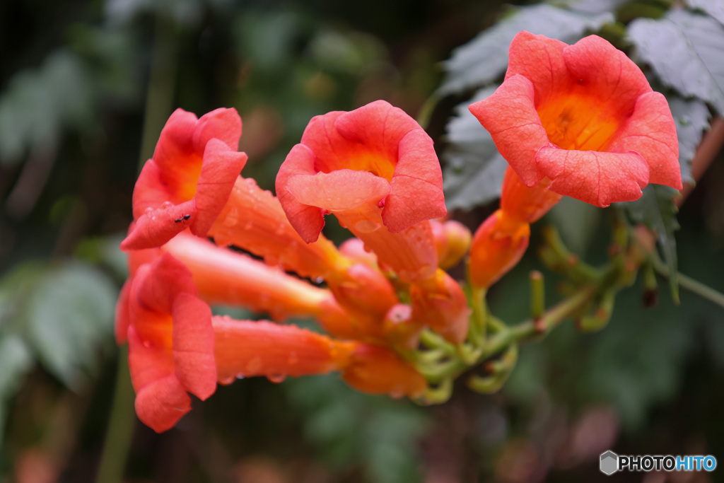 雨上がりのノウゼンカズラ　2