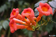 雨上がりのノウゼンカズラ　2