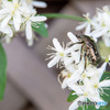 9月に撮ったシロテンハナムグリ