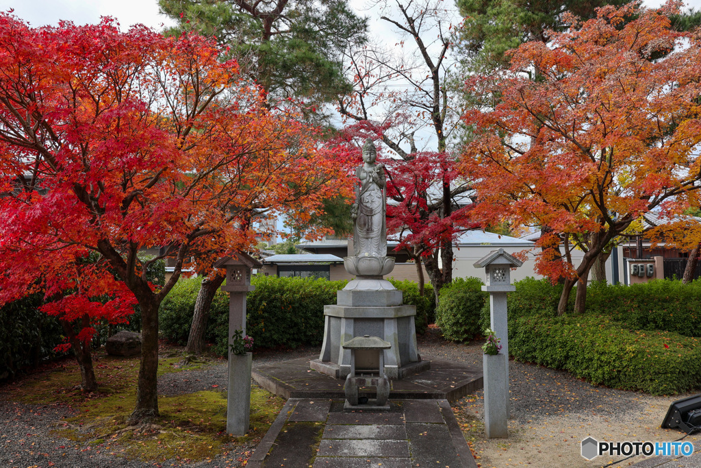 京都　妙顕寺　モミジと観音様