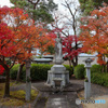 京都　妙顕寺　モミジと観音様