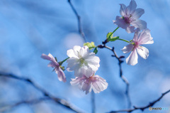 十月桜咲きました　その1