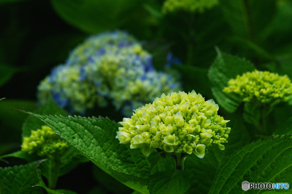 紫陽花の季節のはじまり