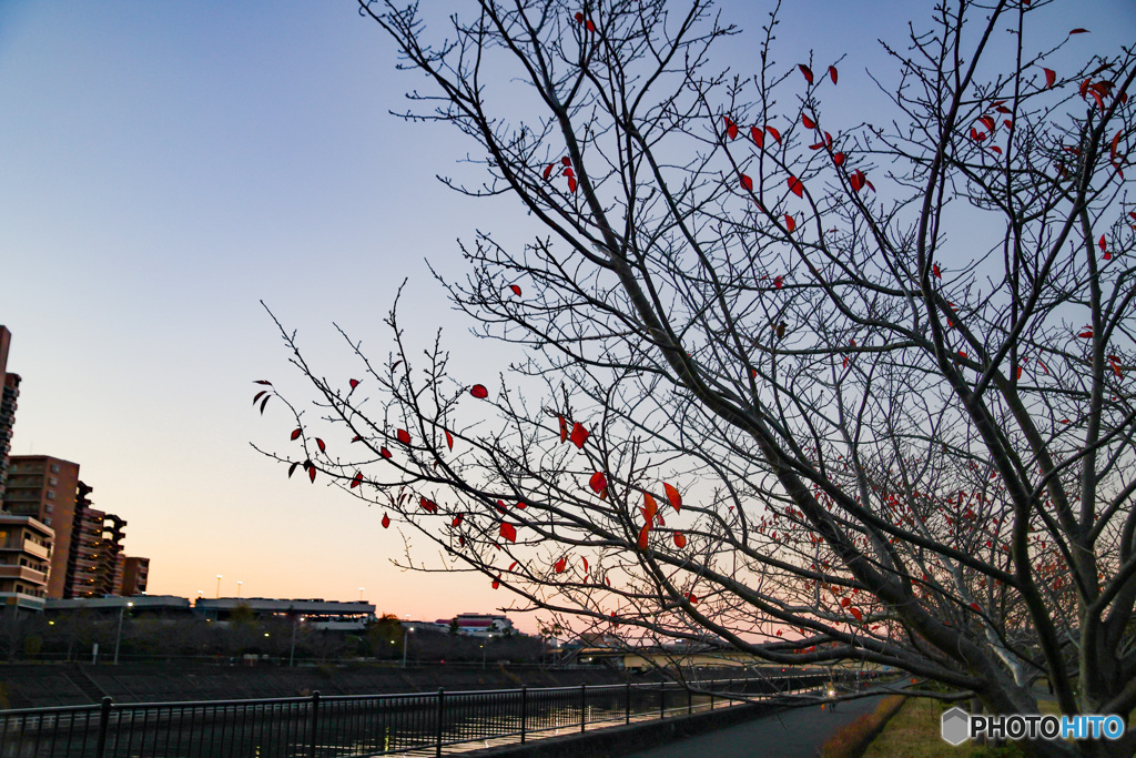浦安境川沿い　桜葉紅葉の並木道