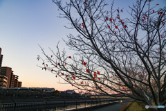 浦安境川沿い　桜葉紅葉の並木道