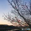 浦安境川沿い　桜葉紅葉の並木道