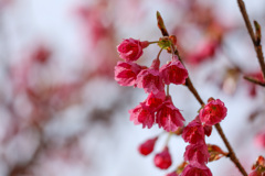これが緋色というのですね　寒緋桜