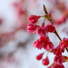これが緋色というのですね　寒緋桜