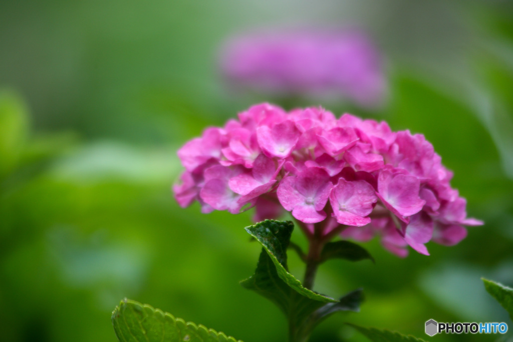 紫陽花のおもいで
