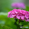 紫陽花のおもいで