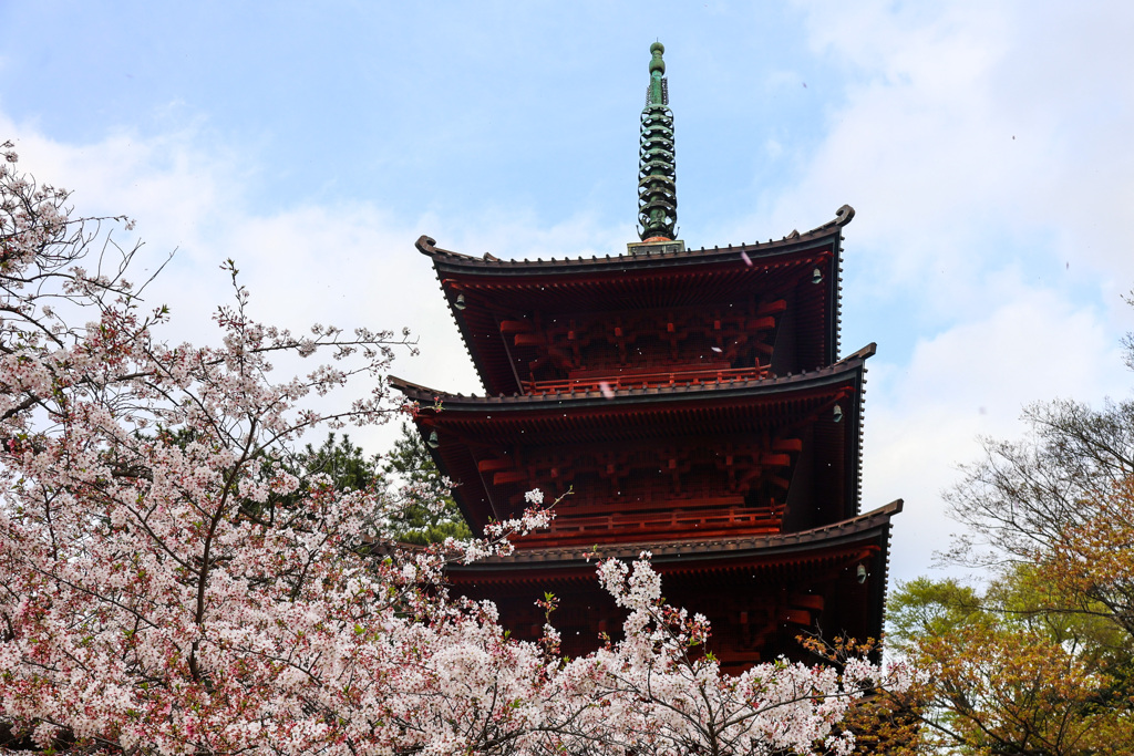 桜吹雪の五重の塔　＠法華経寺