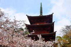 桜吹雪の五重の塔　＠法華経寺