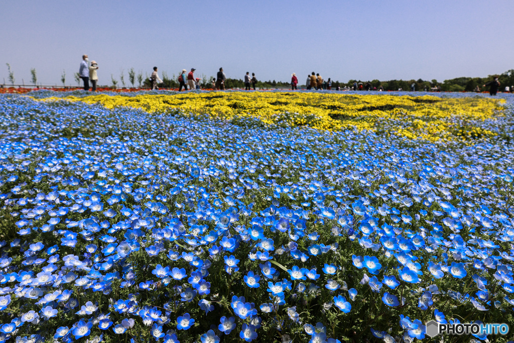 ネモフィラと黄色の花の花畑
