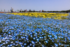 ネモフィラと黄色の花の花畑