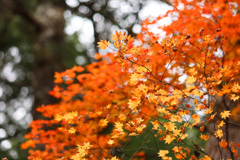 紅葉　湯滝の近くにて