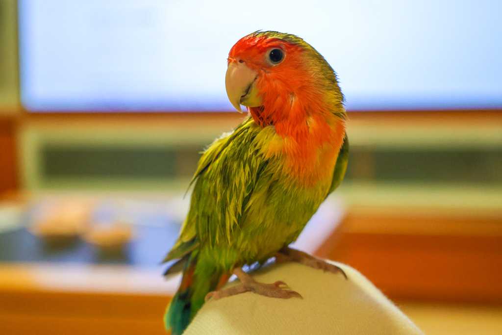 水浴び後のインコ　4歳ぐり