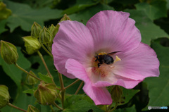 芙蓉大好き！　お尻まで花粉にまみれるクマ八ッサン