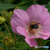 芙蓉大好き！　お尻まで花粉にまみれるクマ八ッサン