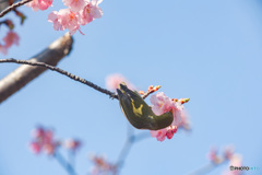 河津桜にメジロさん　その2