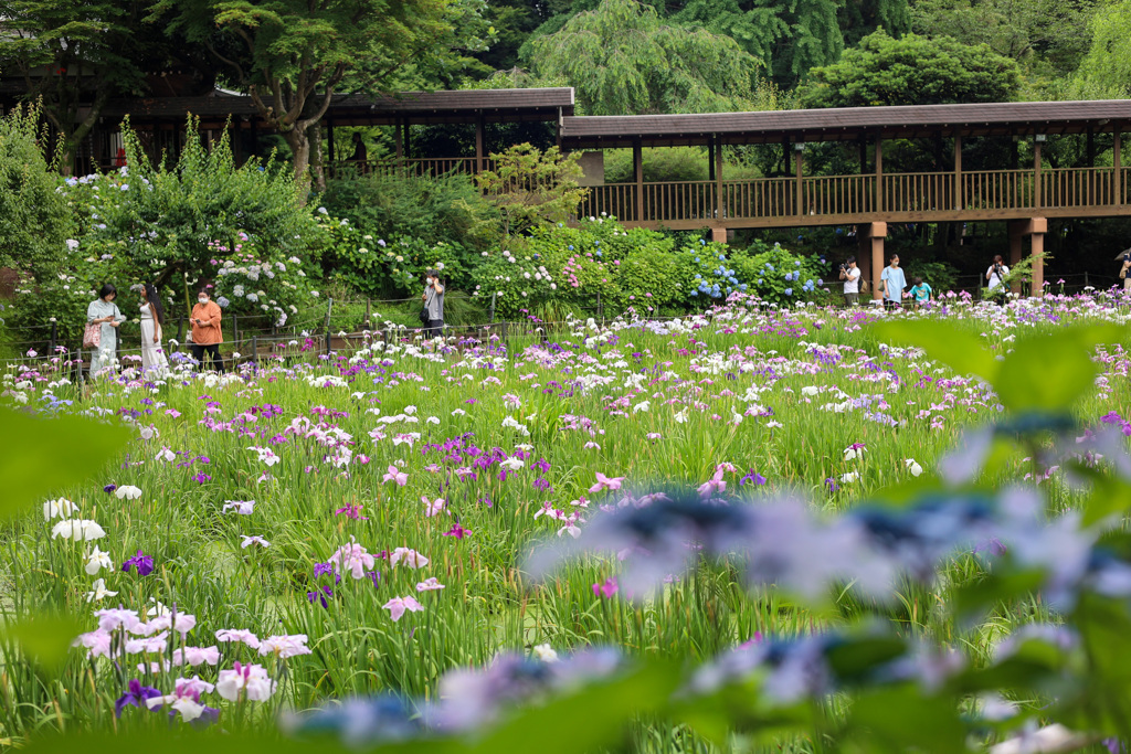 移りゆく季節　その2 花菖蒲の園