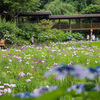 移りゆく季節　その2 花菖蒲の園