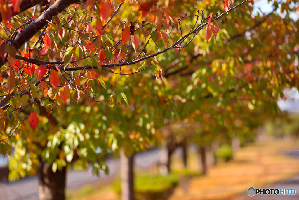 桜並木の紅葉　2