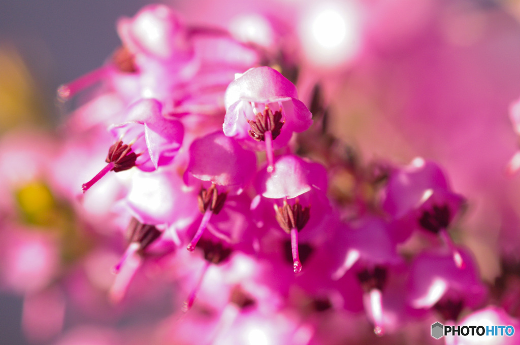 鮮やかなピンクのエリカの花たち