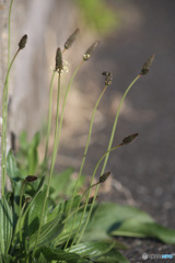 いつの間にか、花穂伸ばしたヘラオオバコ