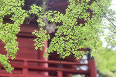 あじさい寺の青紅葉