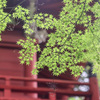 あじさい寺の青紅葉