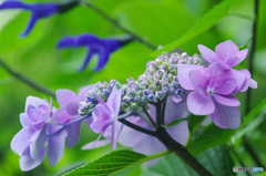 紫陽花とメドーセージ