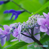 紫陽花とメドーセージ